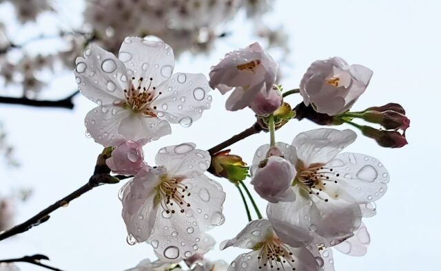 花の雨