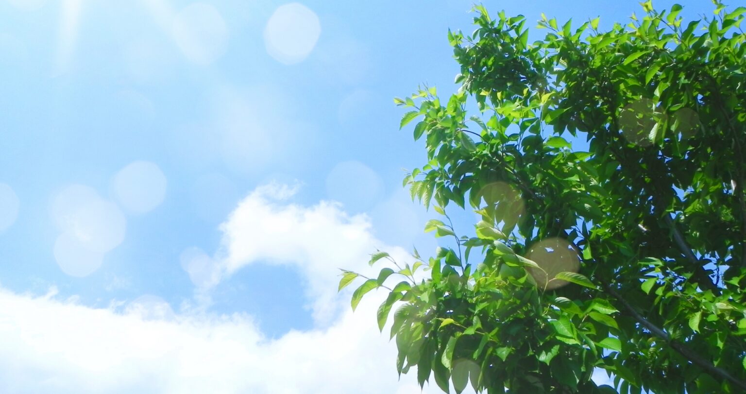 新緑と空